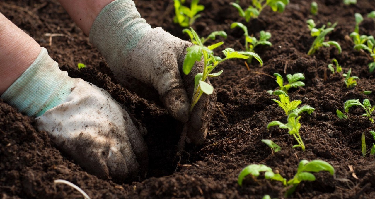Reflorestamento sustentável